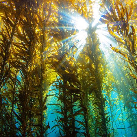 Kelp Forest Wallpapers Top Free Kelp Forest Backgrounds Wallpaperaccess