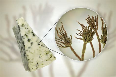 Penicillium Roqueforti For Cheese Production Stock Image Image Of
