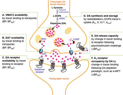 Pathway Specific Dopamine Abnormalities In Schizophrenia Biological
