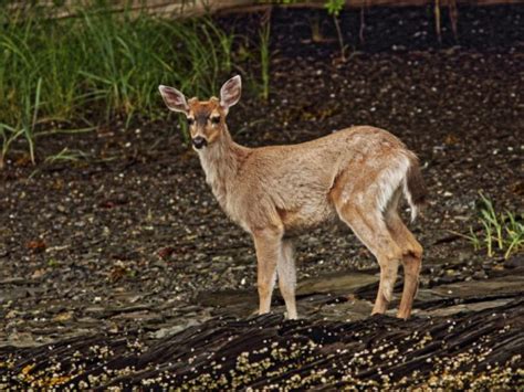 Muntjac deer come from china and southern asia. Amid food supply chain concerns, tribal governments ...