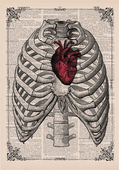 Red Anatomical Heart In Ribs Anatomical Illustration By Eraprints 9