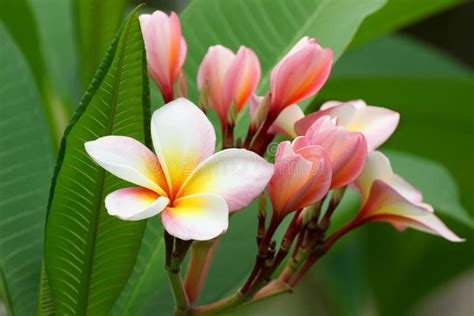 Plumeria Or Frangipani Flower In Garden Stock Image Image Of