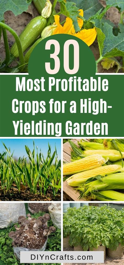 Added 6th september 2011 03:00 am. 30 Most Profitable Crops for a High-Yielding Garden in ...