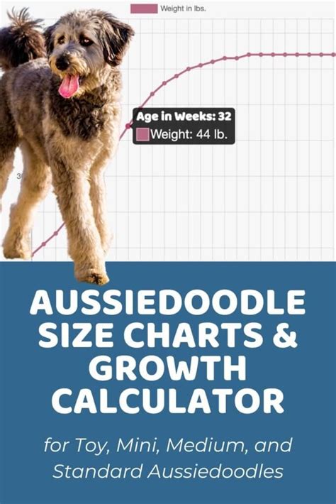 Aussiedoodle Size Chart With 39500 Aussiedoodle Weight Data Points