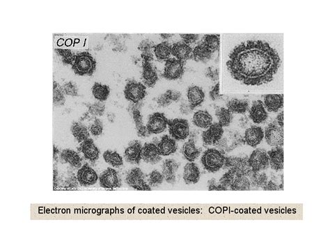 Electron Micrographs Of Coated Vesicles Copi Coated Vesicles