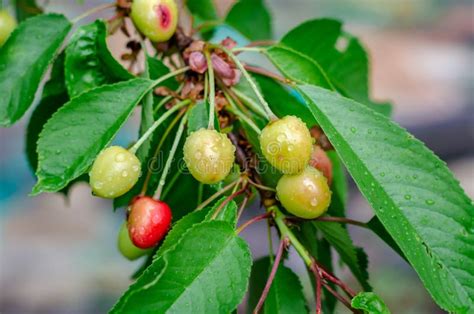 Green Cherry On A Tree Branch In Rainy Weather Stock Image Image Of Fruit Plant 168267787