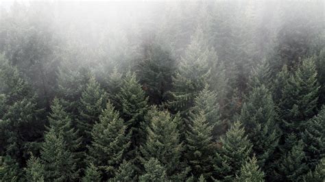 Download Wallpaper 1920x1080 Trees Fog Tops Forest Green Aerial View Full Hd Hdtv Fhd