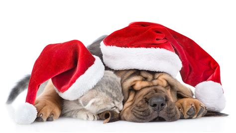 10 Ways To Have A Merry Christmas With Pets