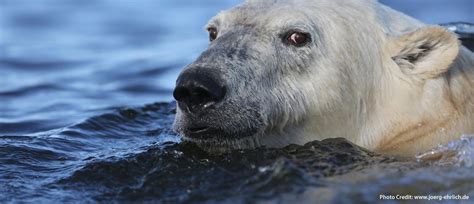 Lazy Bear Expeditions Polar Bear Tours In Churchill Mb