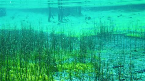 Underwater Plants Growing In The Blue Clear Lake Stock Video Footage 00