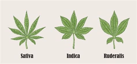 What Is Cannabis Ruderalis And Hows It Different From Sativa And Indica