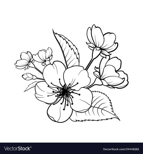 Hand Drawn Design Elements Sakura Flowers Vector Image