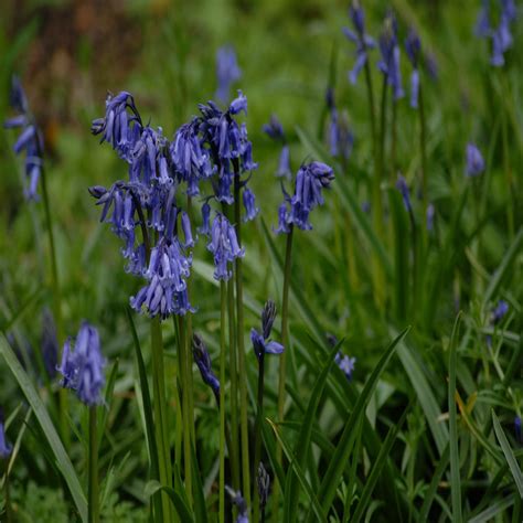 English Bluebell Bulbs Hyacinthoides Non Scripta Our Wildflower