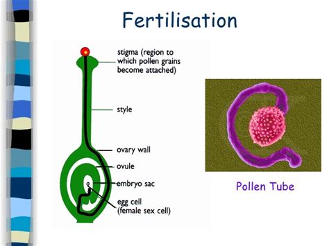 6 Sex Cells And Fertilisation