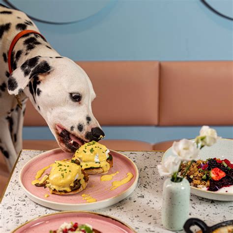 Pawsitive Café | London's Finest Dog Café | Notting Hill