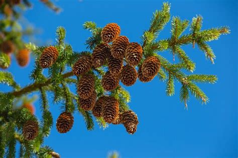 Um galho de uma árvore de abeto cones Foto Premium