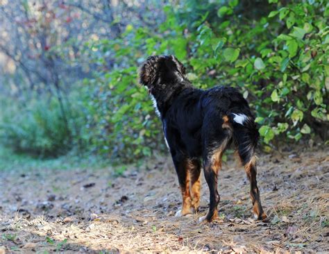 Our upcoming golden mountain doodle puppies are expected to be absolutely stunning as well as non to very low shedding. Golden Mountain Doodle Archives | SwissRidge Kennels