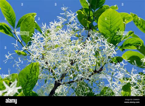 Oleaceae Chionanthus Virginicus L American White Fringe Tree