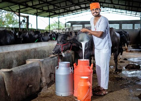 Dairy Farm Income Per Month In India For 10 20 30 40 50 60 70