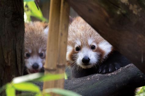 Red Panda Brothers Debut At Philadelphia Zoo Zooborns
