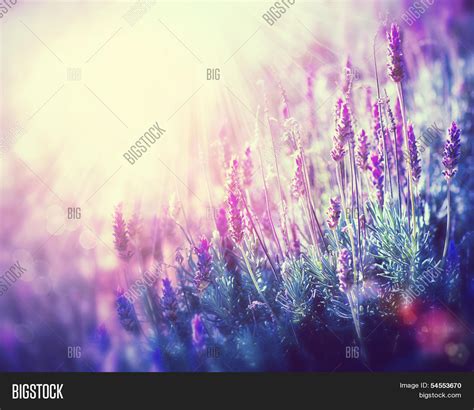 Lavender Beautiful Image And Photo Free Trial Bigstock