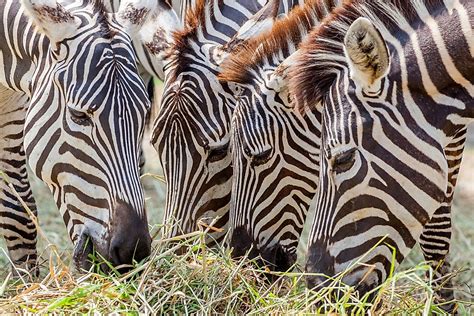 What Do Zebras Eat Worldatlas