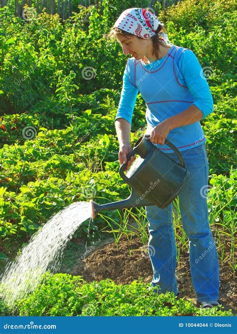 Watering Stock Photo Image Of Plant Organic Planting 10044044