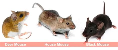 Facts About Mice Everything You Wanted To Know About Them But Never Asked