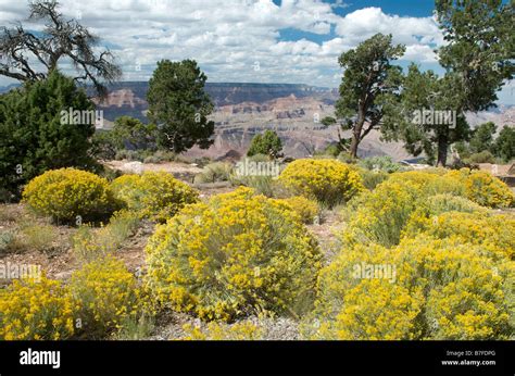 Wild Flowers Desert View Grand Canyon Arizona Usa Stock Photo Alamy