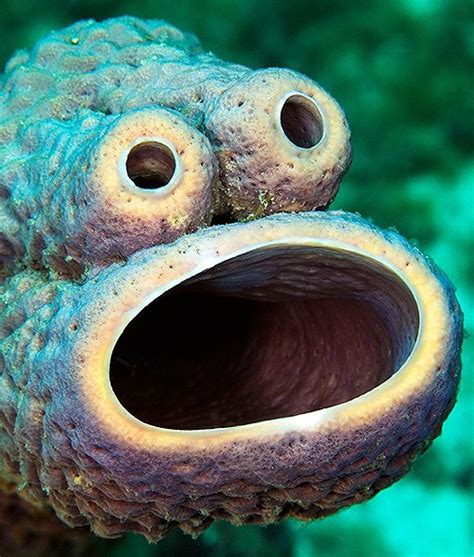 The Cookie Monster Sea Sponge Foodiggity