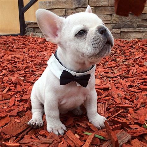 More french bulldog puppies for sale. Batpig & Me Tumble It • "Yes please Sir" "No thank you Ma ...