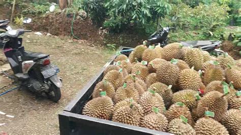 Proses Verifikasi Durian Untuk Tumpeng Kenduren Wonosalam Jombang 2023