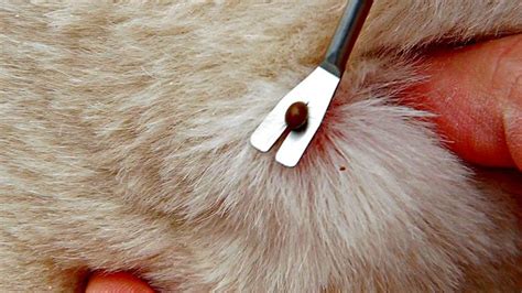 The Easiest And Best Way To Remove A Tick From Your Body Or Your Dogs