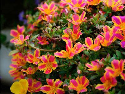Create a mini herb garden in your kitchen with a hanging basket, attract butterflies and hummingbirds with a hanging basket of their favorite flowers, or revel in beautiful flowers. Hanging portulaca...one of the prettiest baskets I had ...