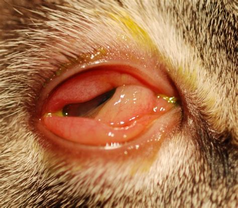 My shingles rash quickly developed into open, oozing sores that in only a few. Feline Herpesvirus: Therapeutic Review • MSPCA-Angell