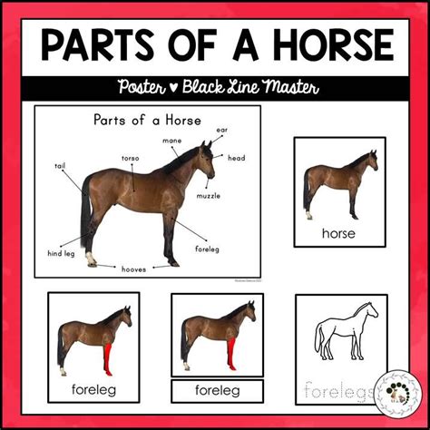 Parts Of A Horse Nomenclature Cards Horses Horse Anatomy Horse Posters