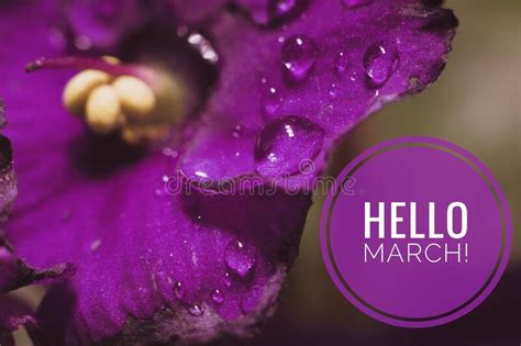 Banner Hello March The Picture With The Text Photo With Flowers