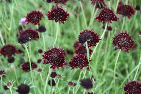 Scabiosa Atropurpurea Chile Black Summer Flowering In Well Drained