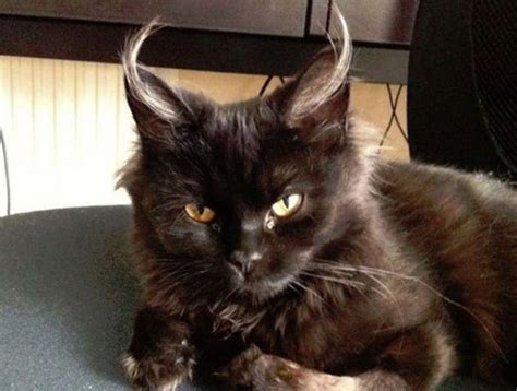 Meet The Demon Cat That Broke Japans Internet Update Cats Evil