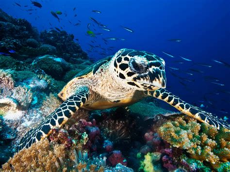 Hawksbill Sea Turtle Pictures