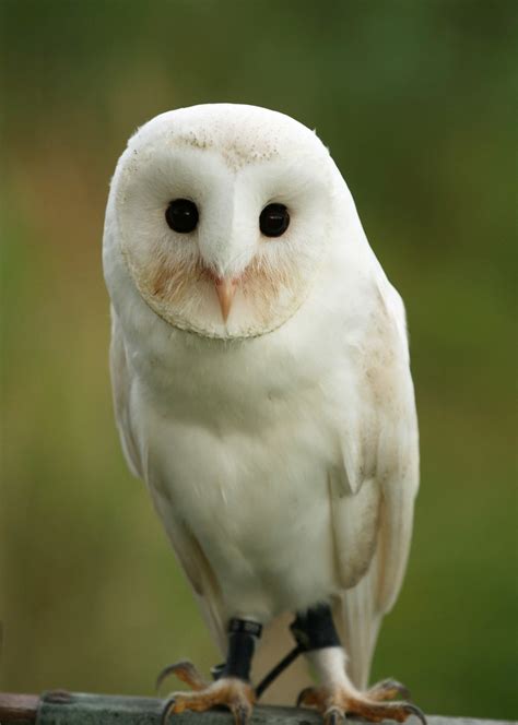 A White Barn Owl A Young Barn Owl Wouter De Bruijn Flickr