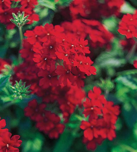 What flowering plant is this? Verbena-Temari-Trailing-Red-001