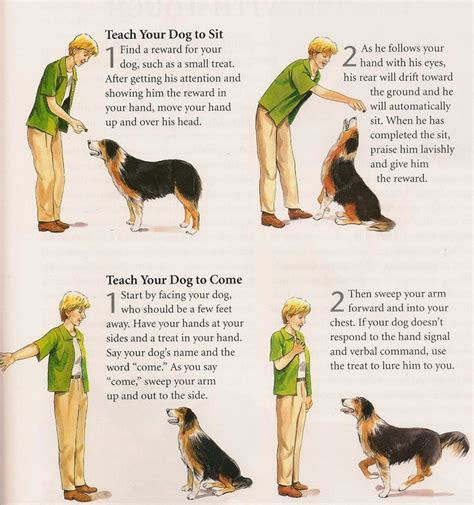 How Do I Train A Dog Pet And Animal Blog
