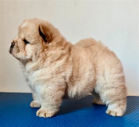 Chow Chow Puppies Home Raised Ckc Regd Dogs And Puppies For Rehoming