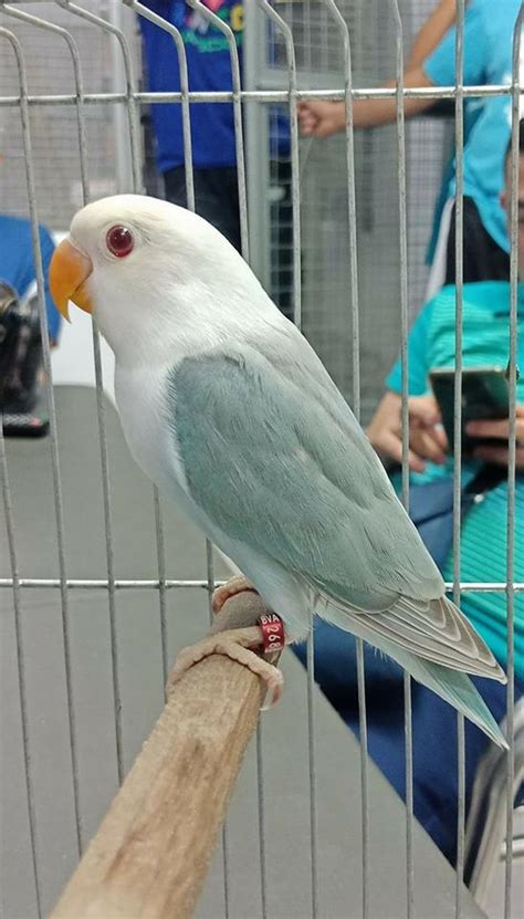 Blue Dun Fallow Lovebirds Rare And Expensive Mutation Only In The