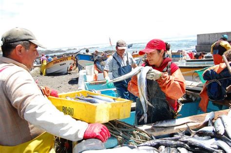 Pesca Industrial Arrasa Com A Artesanal Na Am Rica Do Sul Ag Ncia