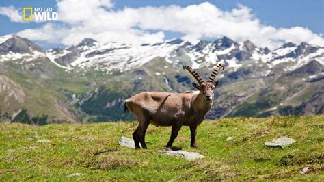 National Geographic Italian Wildlife New Documentary