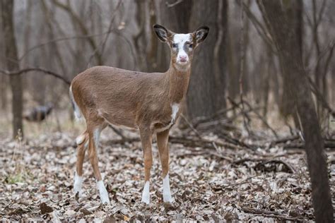 Deer Of A Different Color Chanhassen Opinion
