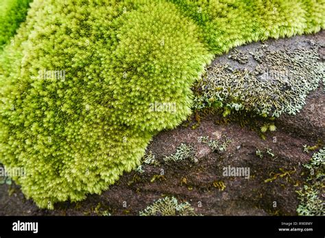 Beautiful Moss On The Rock Plant Green Moss With Grass Close Up Moss