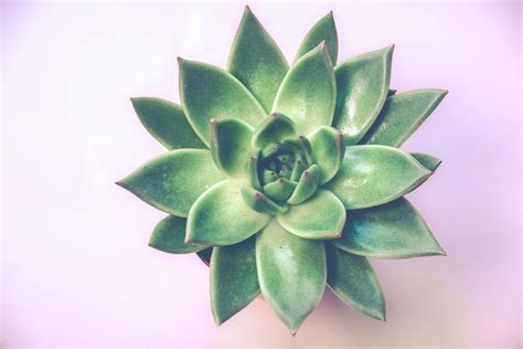 Green Succulent Plant · Free Stock Photo